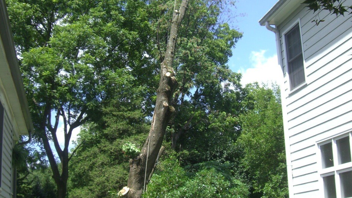 A Stump Of Its Former Self